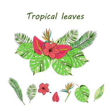 Elle çizilmiş tropikal yaprak.