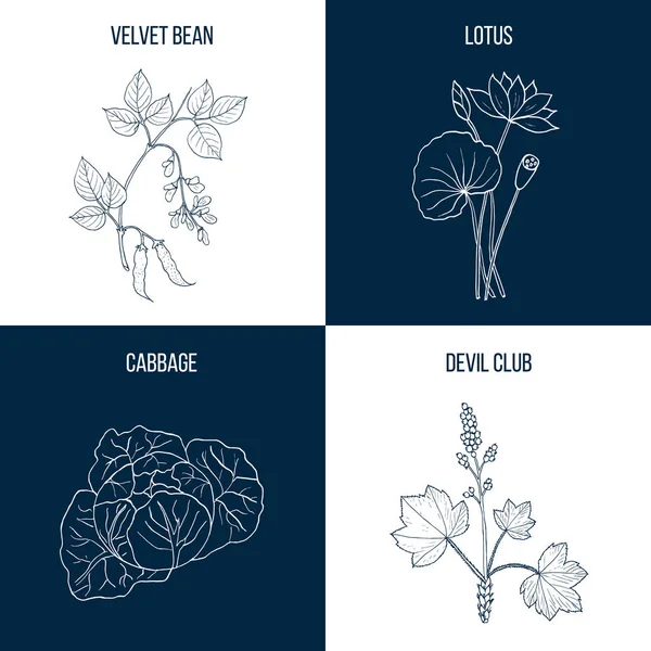 Conjunto de cuatro plantas comestibles y medicinales — Archivo Imágenes Vectoriales