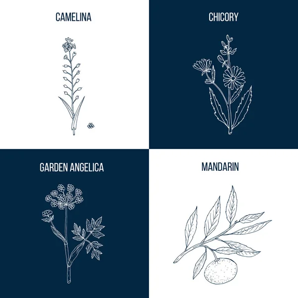 Az a négy kézzel rajzolt ehető és gyógyító növények — Stock Vector