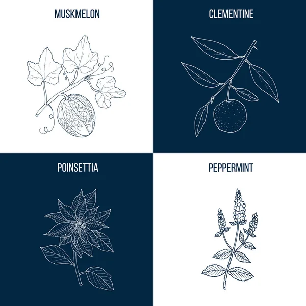 Coleta vetorial de quatro plantas medicinais desenhadas à mão — Vetor de Stock