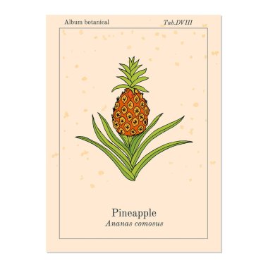 Ananas Ananas comosus, tropikal bitki
