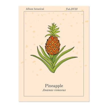 Pineapple Ananas comosus , tropical plant clipart