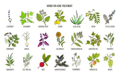 Akne tedavisi için en iyi otlar