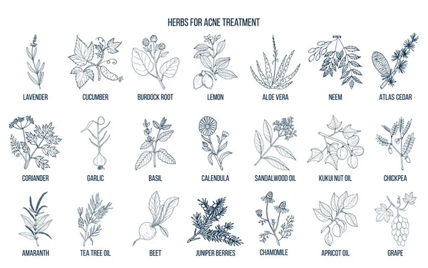 Las mejores hierbas para el tratamiento del acné — Archivo Imágenes Vectoriales