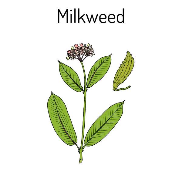 马利马利 syriaca, 药用植物 — 图库矢量图片