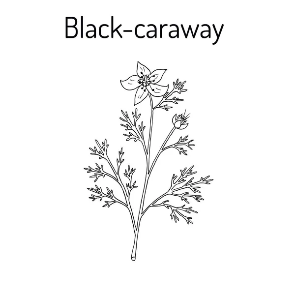 Preto alcaravia Nigella sativa, planta medicinal — Vetor de Stock