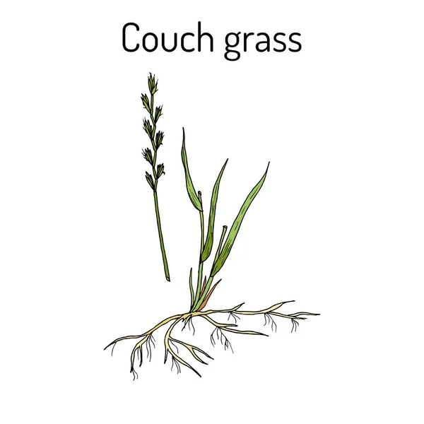 Erba del divano elymus repens, o contrazione, pianta medicinale — Vettoriale Stock