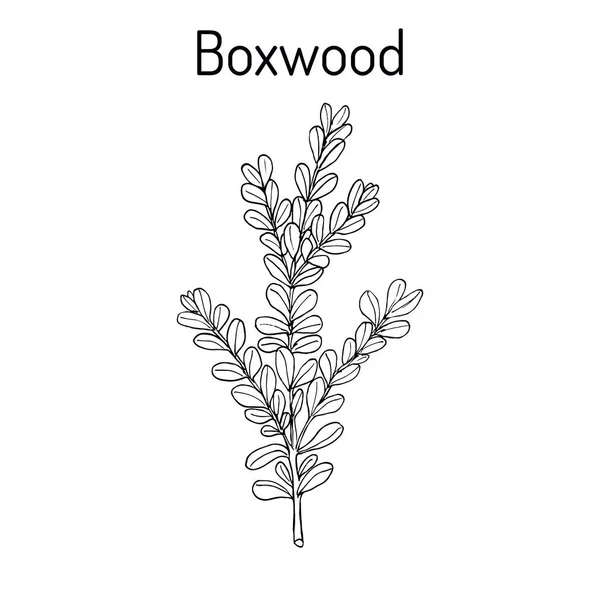 Boxwood Buxus sempervirens tai eurooppalainen laatikko, lääkekasvi — vektorikuva