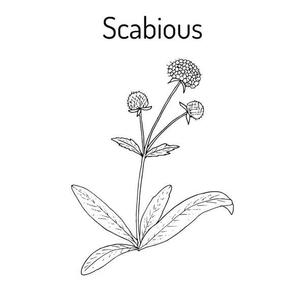 Scabious Succisa pratensis, ou diabólico-bit, planta medicinal . — Vetor de Stock
