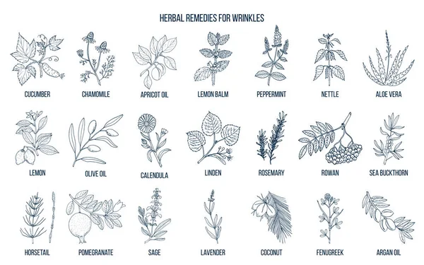 Los mejores remedios herbales para las arrugas — Vector de stock