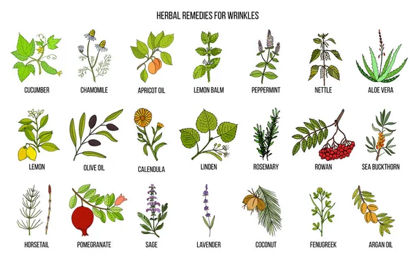 Los mejores remedios herbales para las arrugas — Archivo Imágenes Vectoriales
