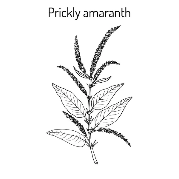 Amaranto espinoso planta medicinal — Vector de stock