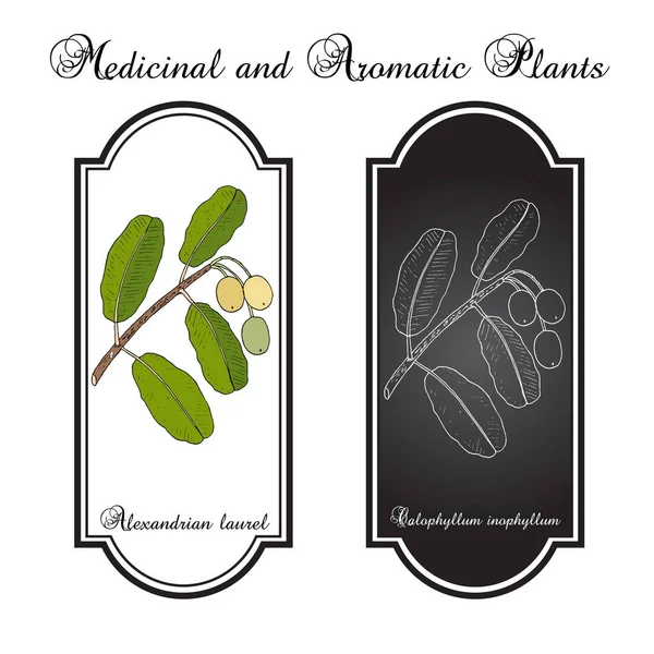Laurel alejandrino Calophyllum inophyllum — Vector de stock