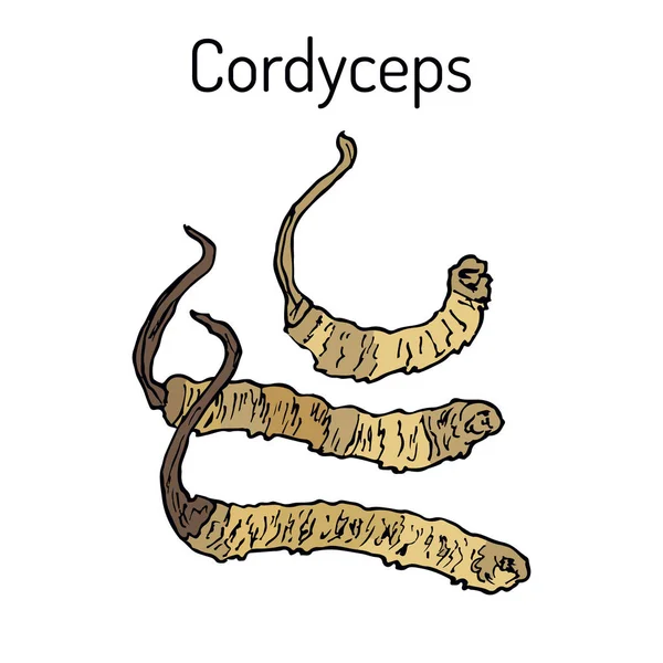 Cordyceps Ophiocordyceps sinensis, cogumelo medicinal — Vetor de Stock