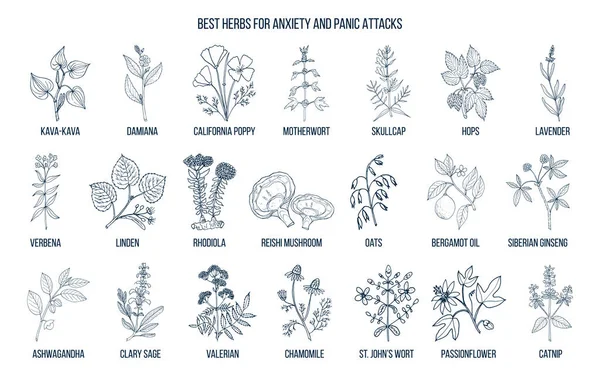 Las mejores hierbas para la ansiedad y ataques de pánico — Vector de stock