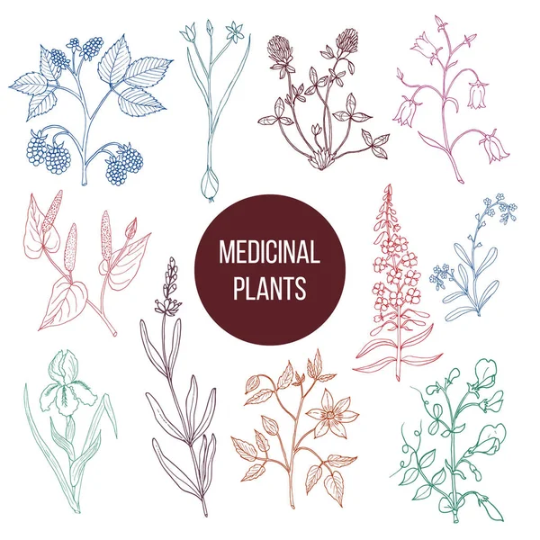 Colección de plantas medicinales diferentes — Vector de stock