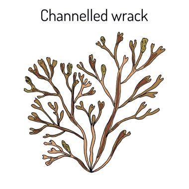 Channelled wrack pelvetia canaliculata , medicinal plant clipart
