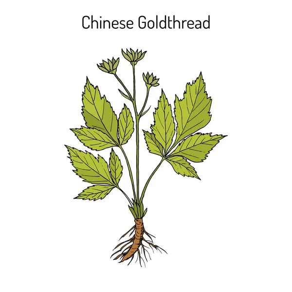Китайская золотая нить Coptis chinensis, лекарственное растение — стоковый вектор