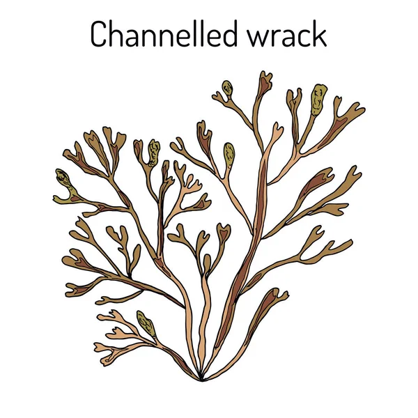 绞尽脑汁 pelvetia 螺, 药用植物 — 图库矢量图片