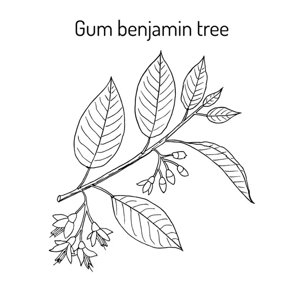 Gomma albero benjamin Styrax benzoino, pianta medicinale . — Vettoriale Stock