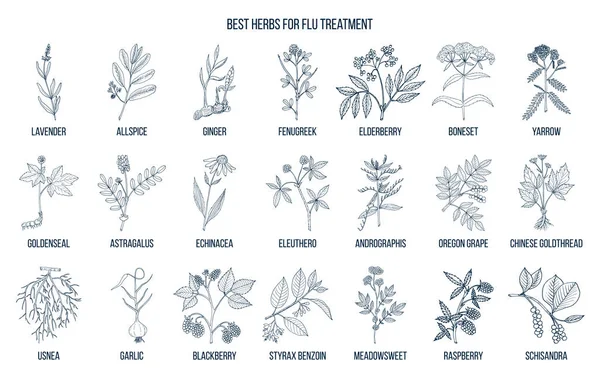 Best herbs for flu treatment — Stock Vector