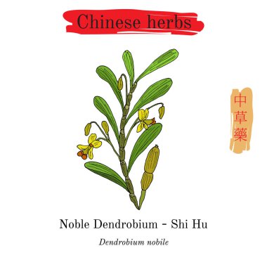 Çin'in şifalı otlar. Asil Dendrobium