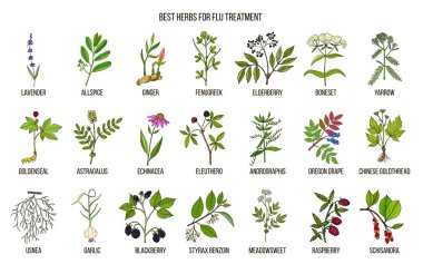 Grip tedavisi için en iyi otlar