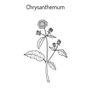 Krizantem indicum, şifalı bitki