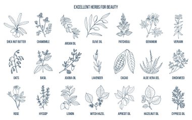 Best herbs for beauty. clipart