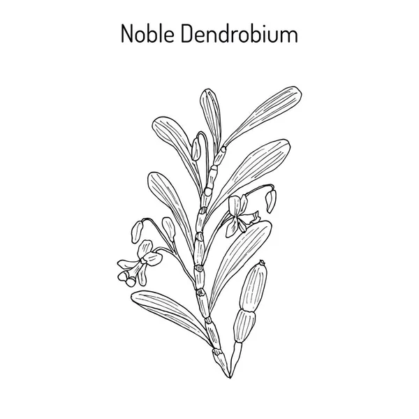 高貴なデンドロビウム、観賞用や薬用植物 — ストックベクタ