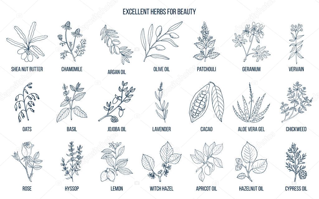Best herbs for beauty.