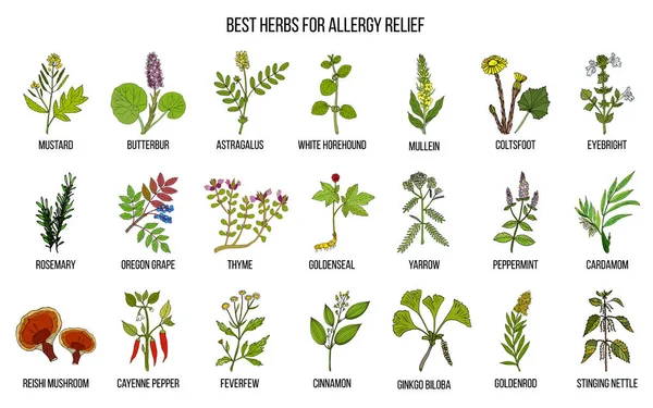 Die besten Kräuter gegen Allergien — Stockvektor