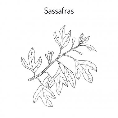 Sassafras albidum tıbbi bitki