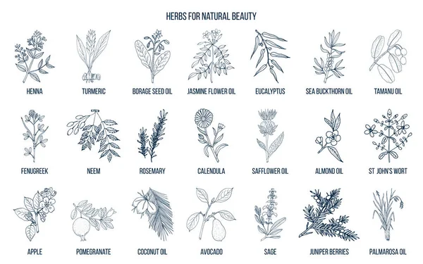 Las mejores hierbas para la belleza natural — Vector de stock