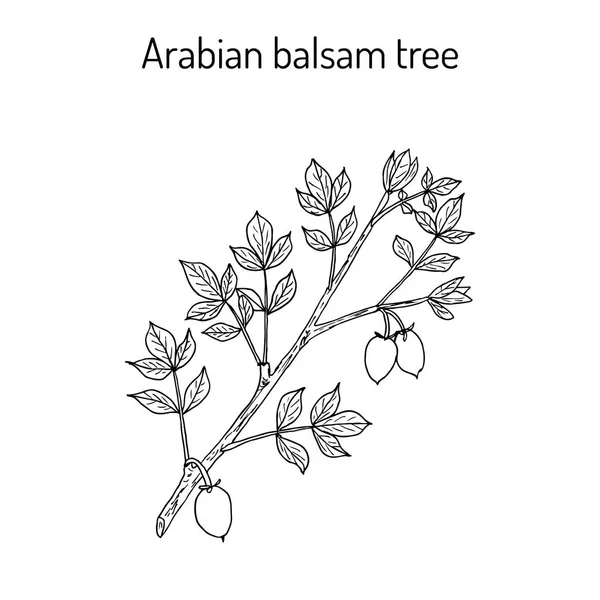 Balsamo arabo Commiphora gileadensis — Vettoriale Stock