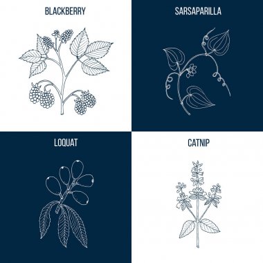 Set of four hand drawn eatable and medicinal plants clipart