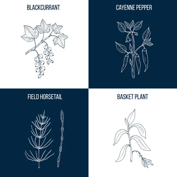 Dört dizi el çekilmiş yenilebilir ve şifalı bitkiler — Stok Vektör