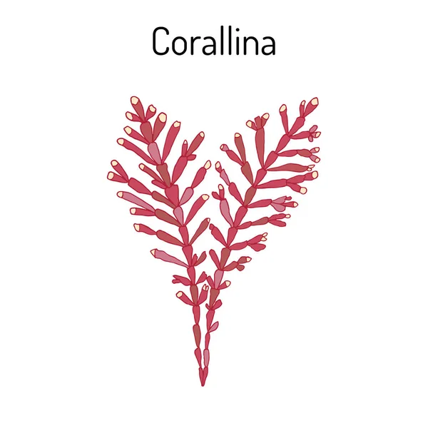Orallina officinalis, seaweed, medicinal plant. — Stock Vector