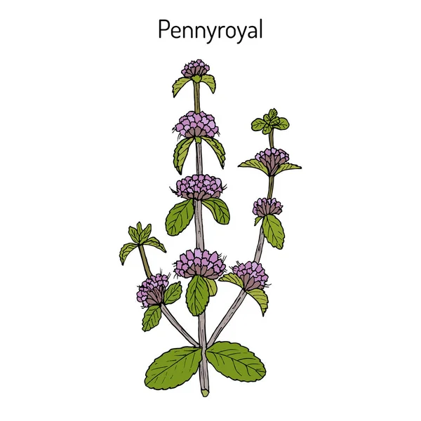 Pennyroyal Mentha pulegium , medicinal plant — Stock Vector
