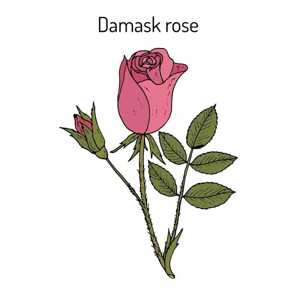 Rosa Damasco damascena, planta ornamental y medicinal — Vector de stock