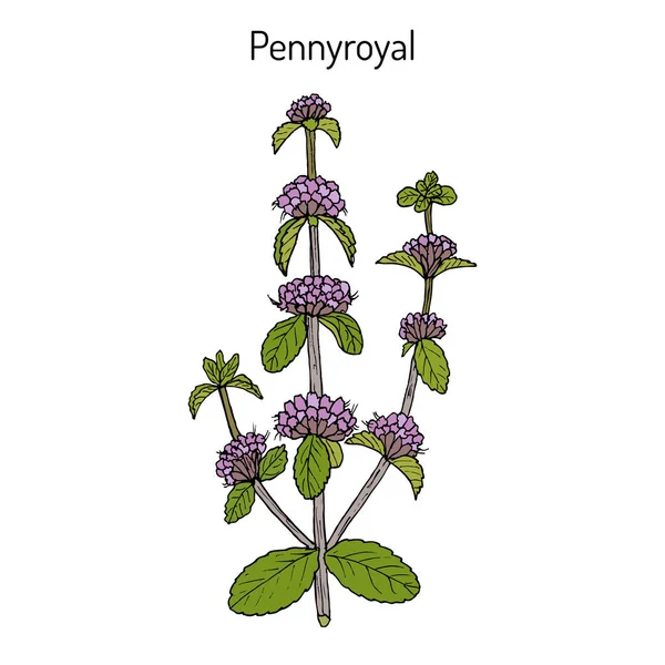 Menta poleo imágenes de stock de arte vectorial | Depositphotos Menta poleo imágenes de stock de arte vectorial | Depositphotos