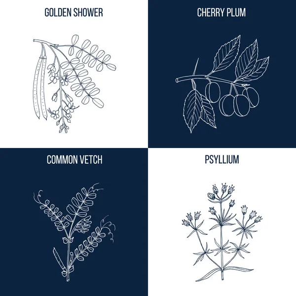 四手工绘制的食用和药用植物集 — 图库矢量图片