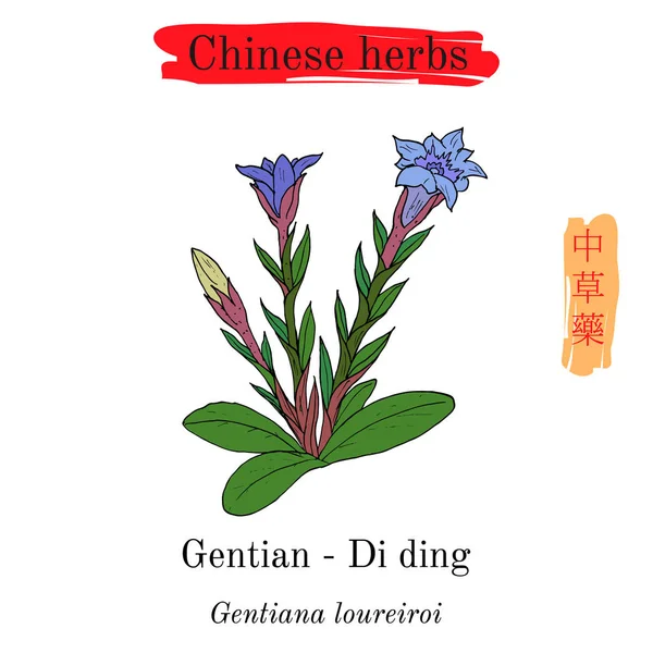 Herbes médicinales de Chine. Gentiane Gentiane loureiroi — Image vectorielle