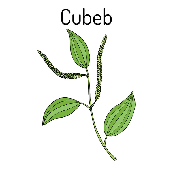 Java pimienta Piper cubeba, o cubeb, planta medicinal — Vector de stock