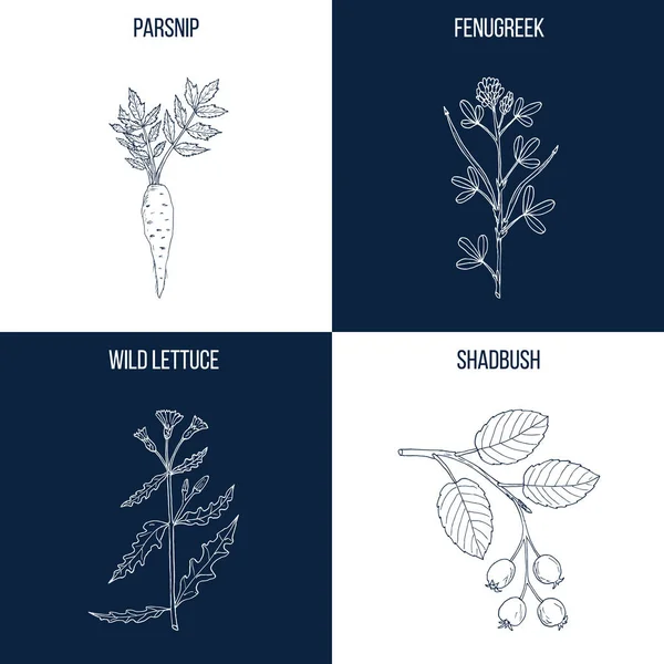 Conjunto de cuatro plantas comestibles y medicinales dibujadas a mano — Vector de stock