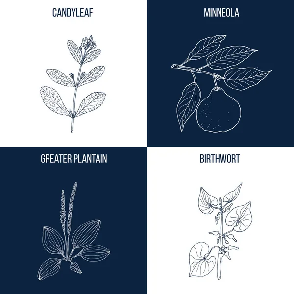 Conjunto de cuatro plantas comestibles y medicinales dibujadas a mano — Archivo Imágenes Vectoriales