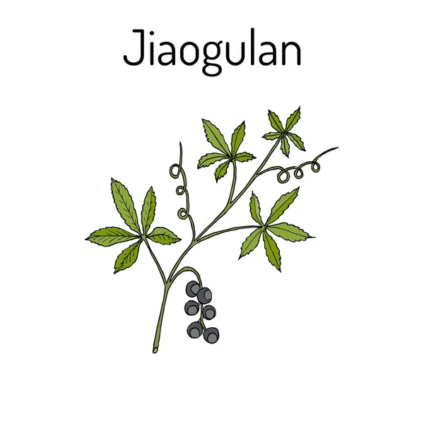 Jiaogulan Gynostemma pentaphyllum, лікарська рослина — стоковий вектор