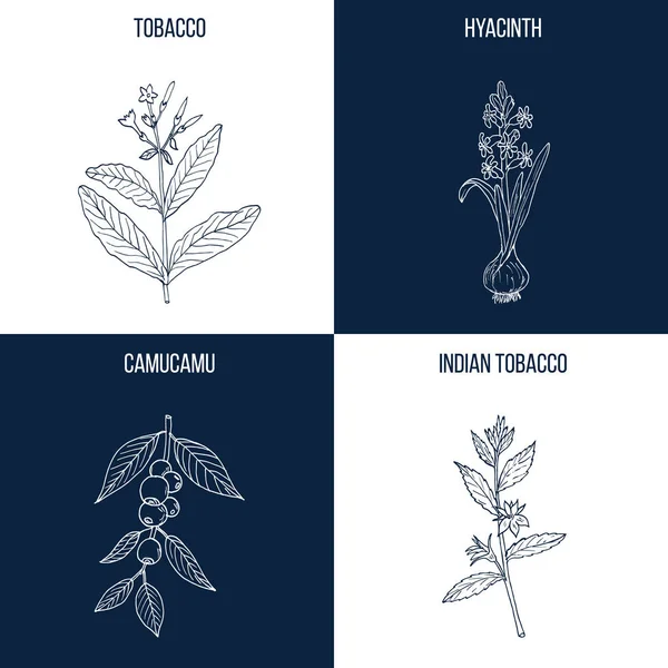 Conjunto de cuatro plantas comestibles y medicinales dibujadas a mano — Archivo Imágenes Vectoriales