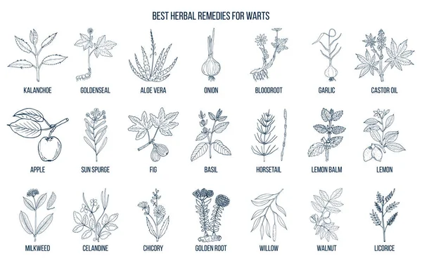 Best herbal remedies to treat warts — Stock Illustration Best herbal remedies to treat warts Royalty Free Stock Illustrations
