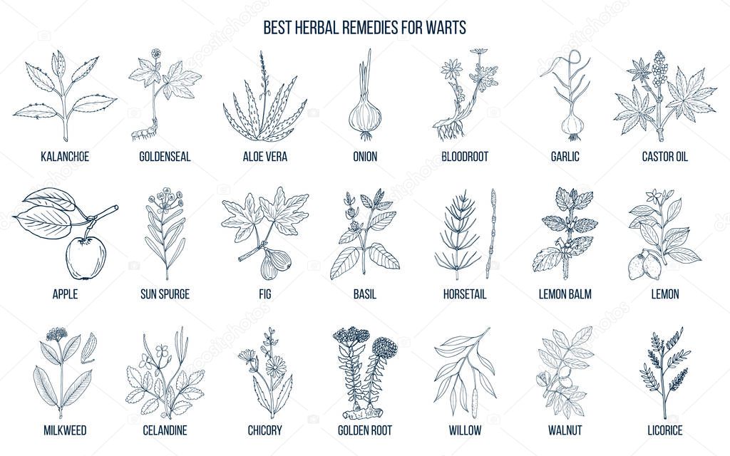 Best herbal remedies to treat warts